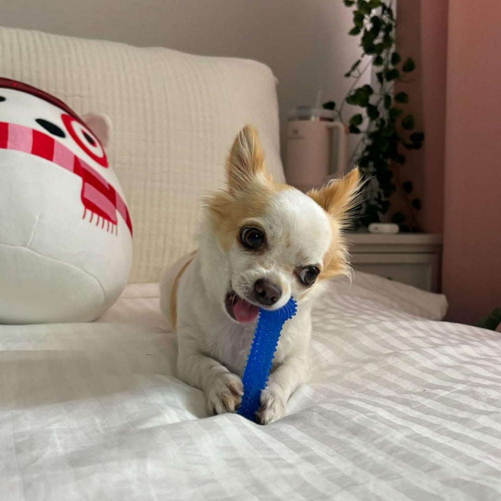 Pack de tres piezas Nylabone para perros pequeños.