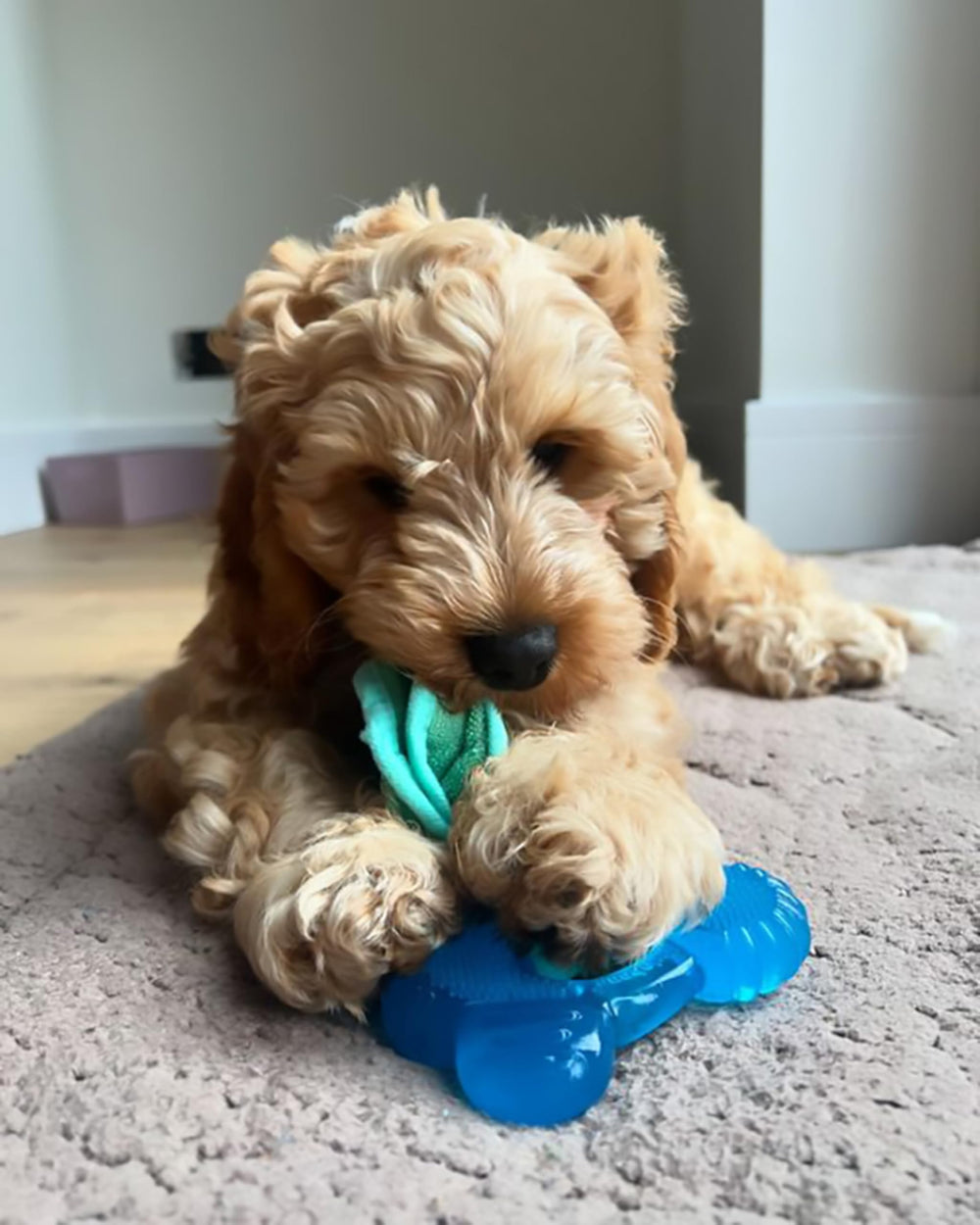 Nylabone para cachorros hasta 25 libras, tamaño adecuado