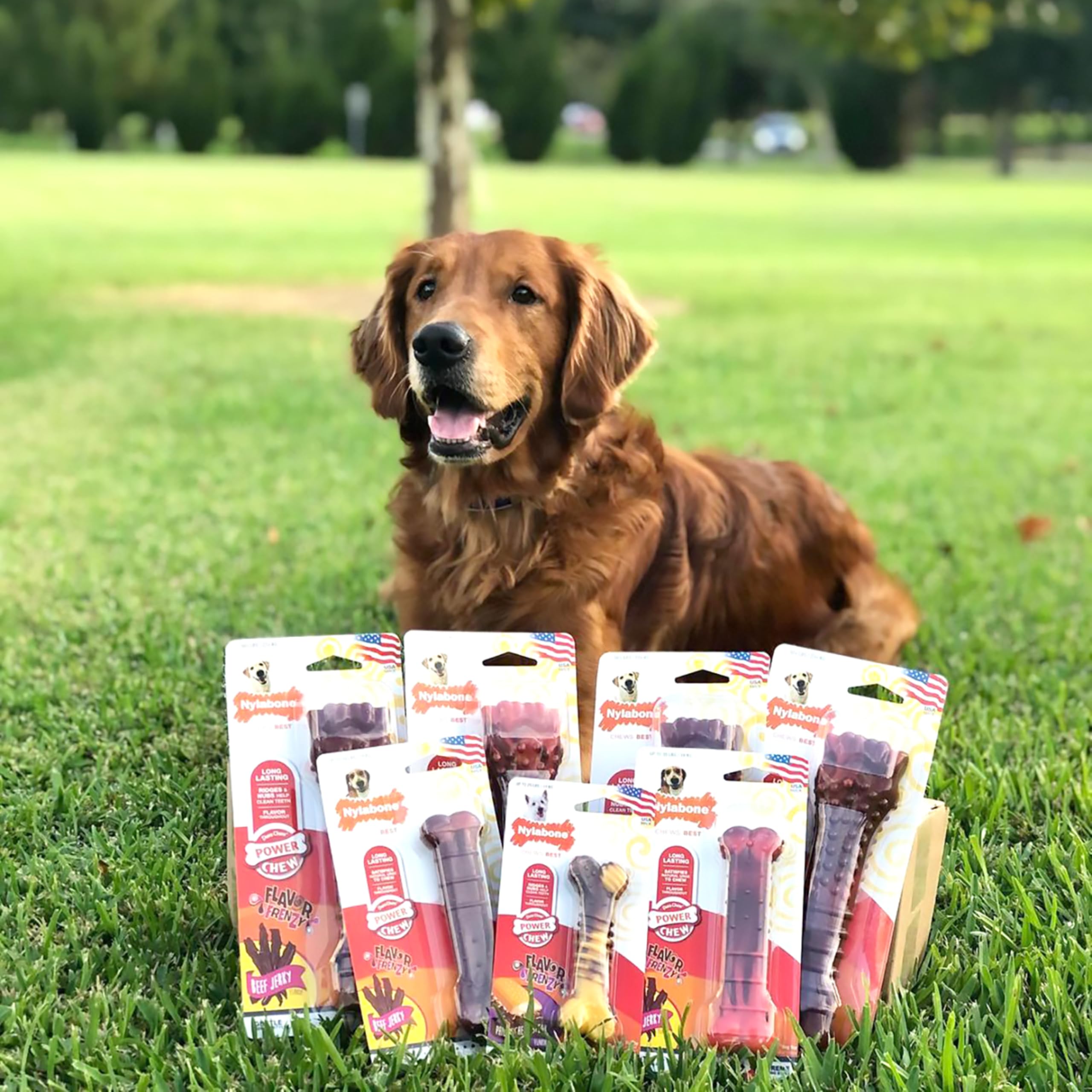 Nylabone para perros medianos hasta 16 kg, juego y limpieza