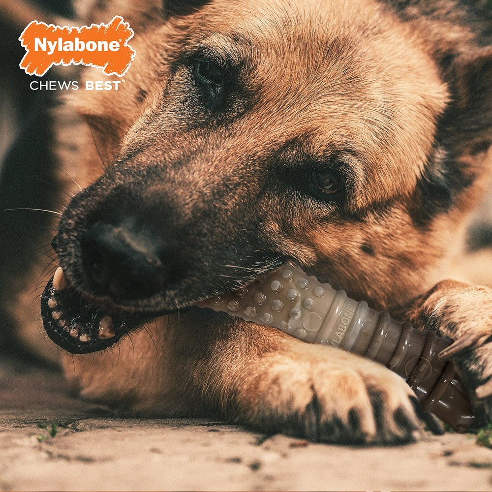 Nylabone Power Chew en acción durante el juego