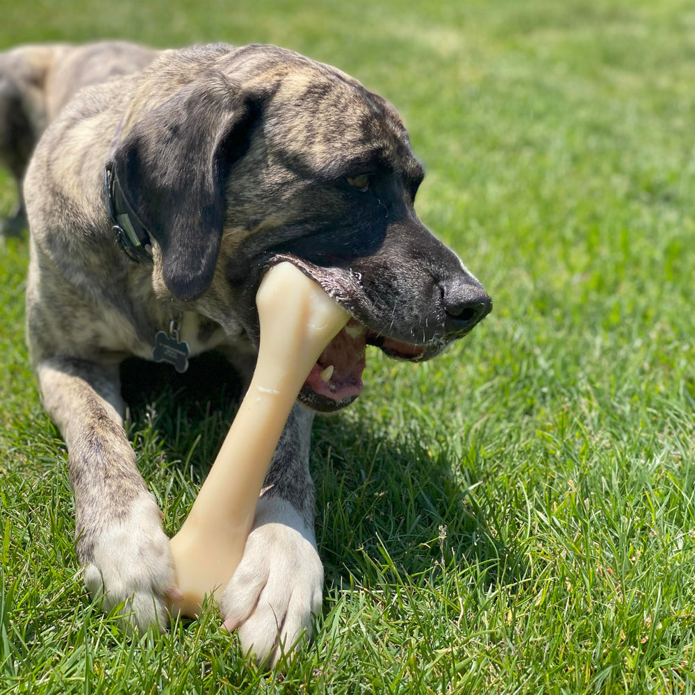 Nylabone Medida de 7 pulgadas para un agarre cómodo