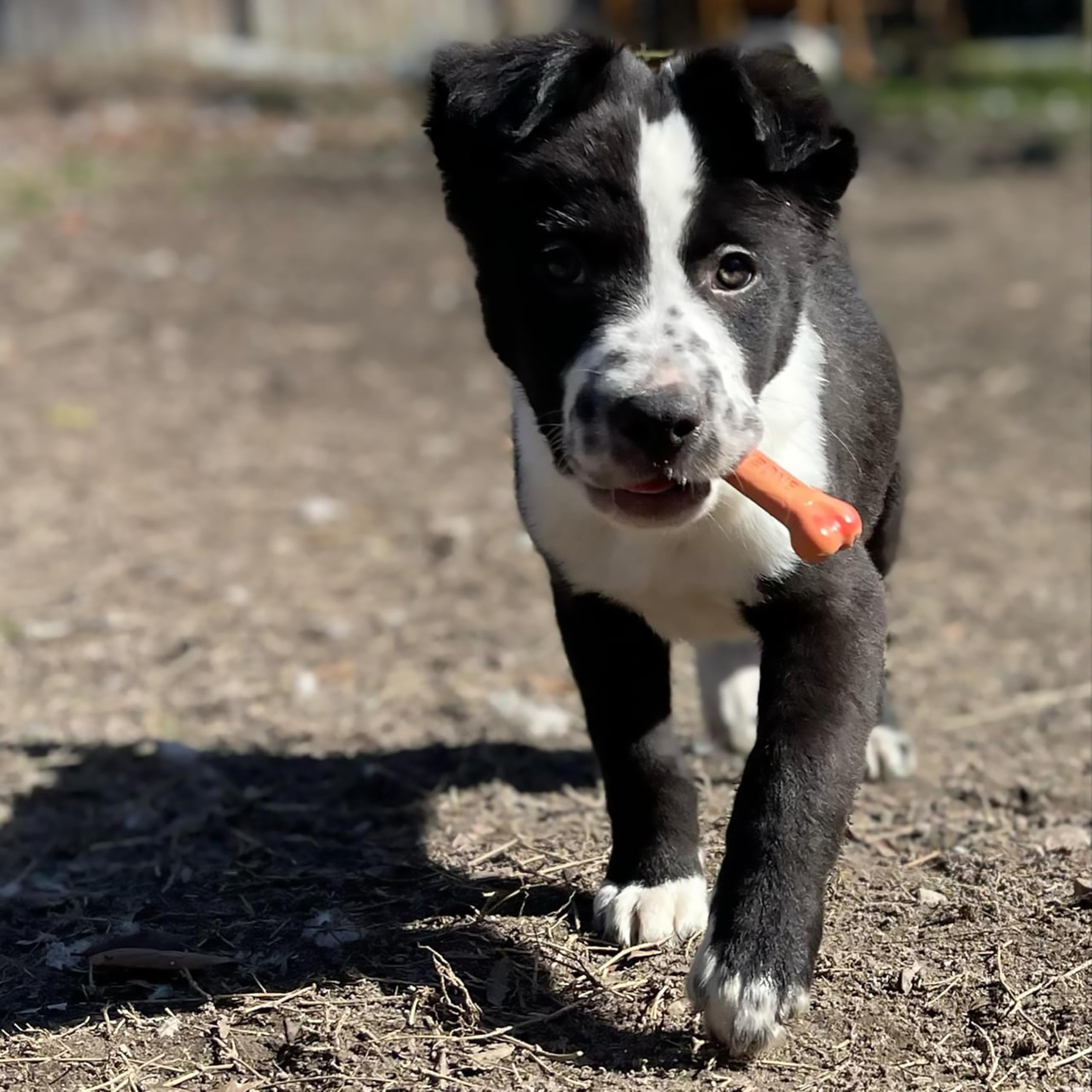 Nylabone Power Chew, para perros medianos: hasta 35 lb.