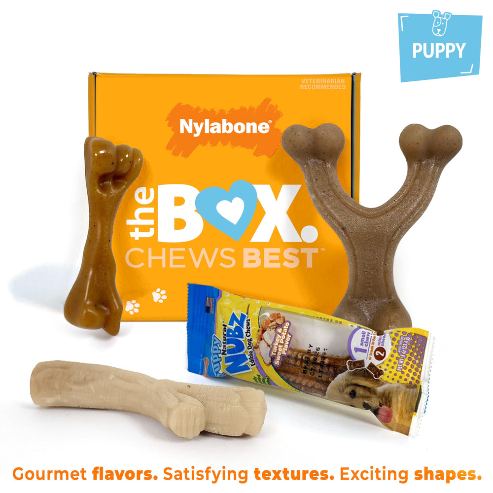 Nylabone Puppy Gift Box: hueso con textura auténtica para cachorros.
