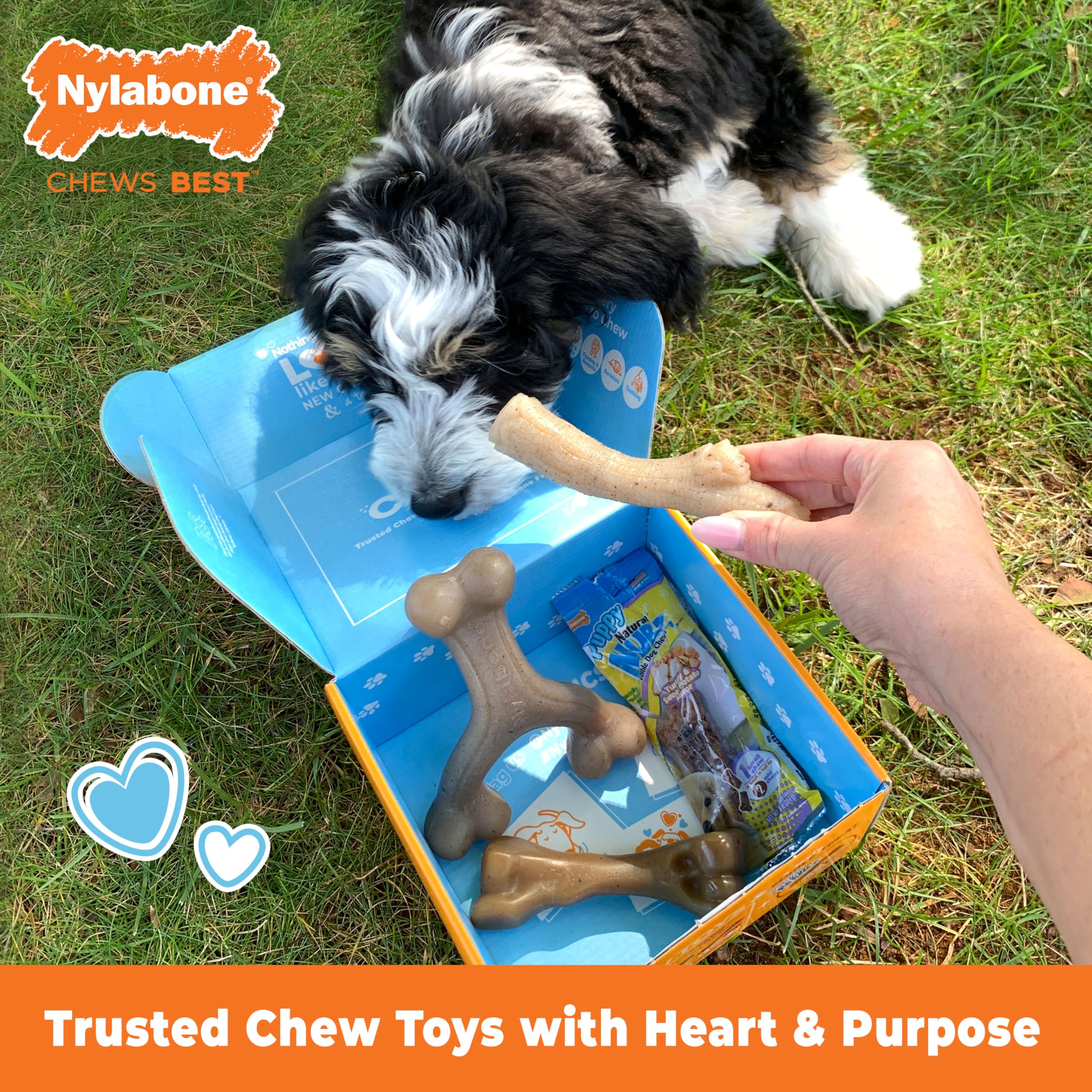 Nylabone Puppy Gift Box: juguete tipo wishbone para masticar de forma cómoda.