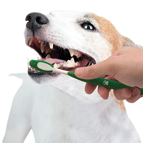 Set dental de Nylabone para rutina diaria de cuidado bucal.