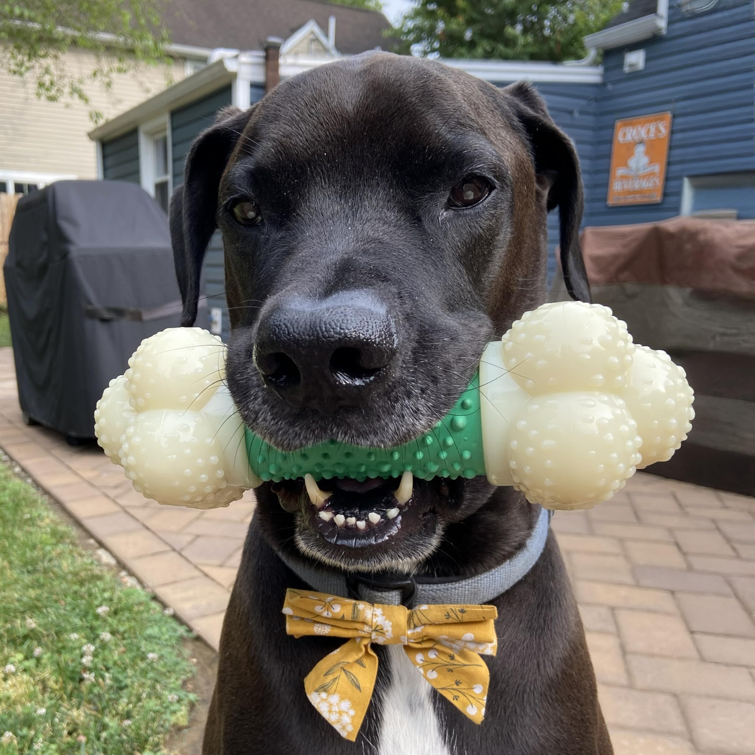 Hueso Nylabone con superficie rugosa para masticación saludable