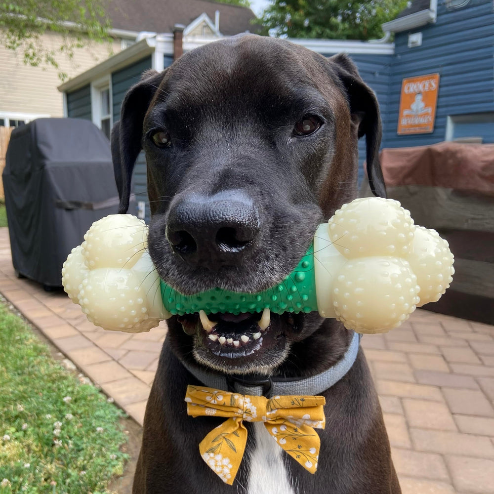 Hueso Nylabone con superficie rugosa para masticación saludable