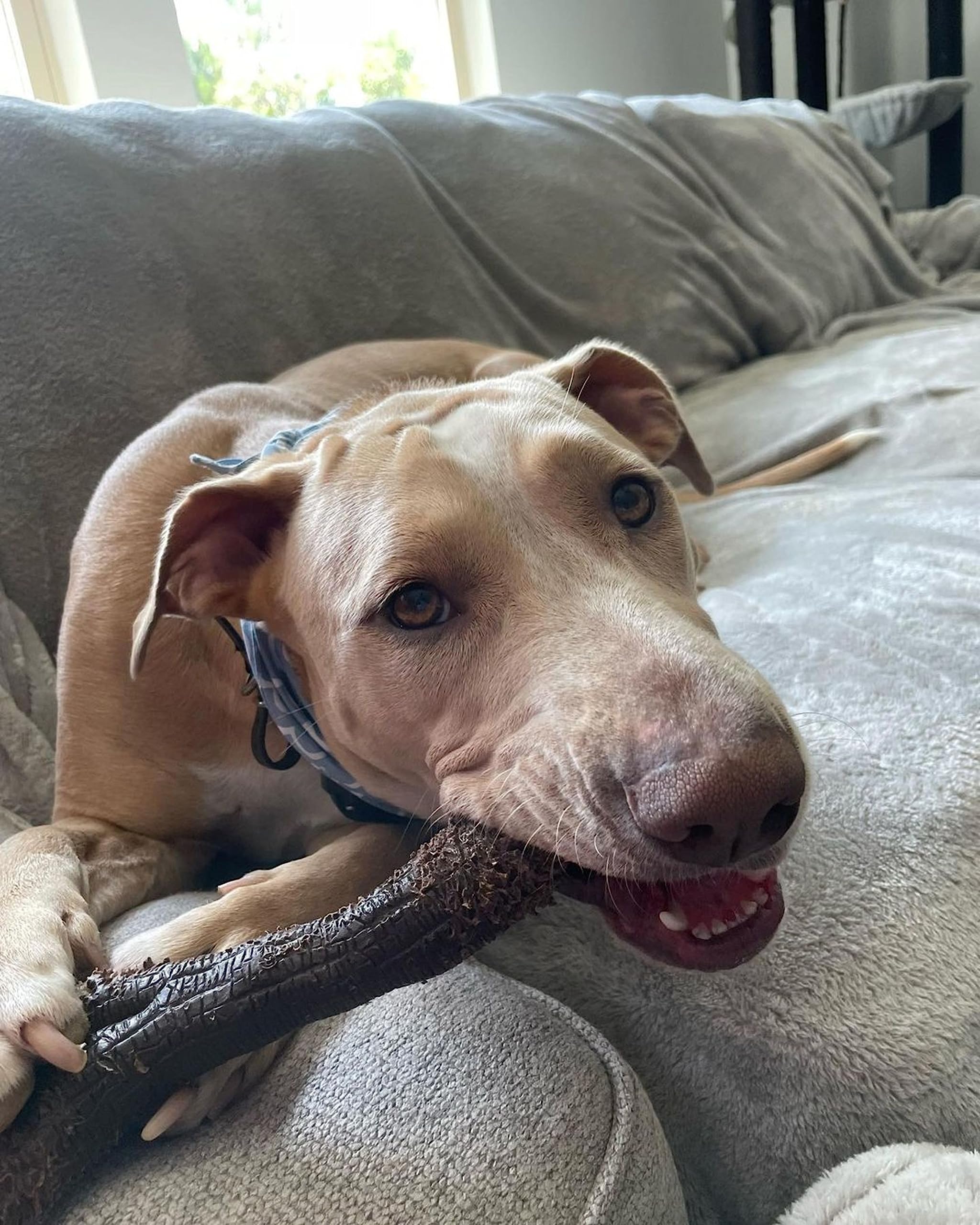 Nylabone tamaño extragrande para perros de 50 libras o más