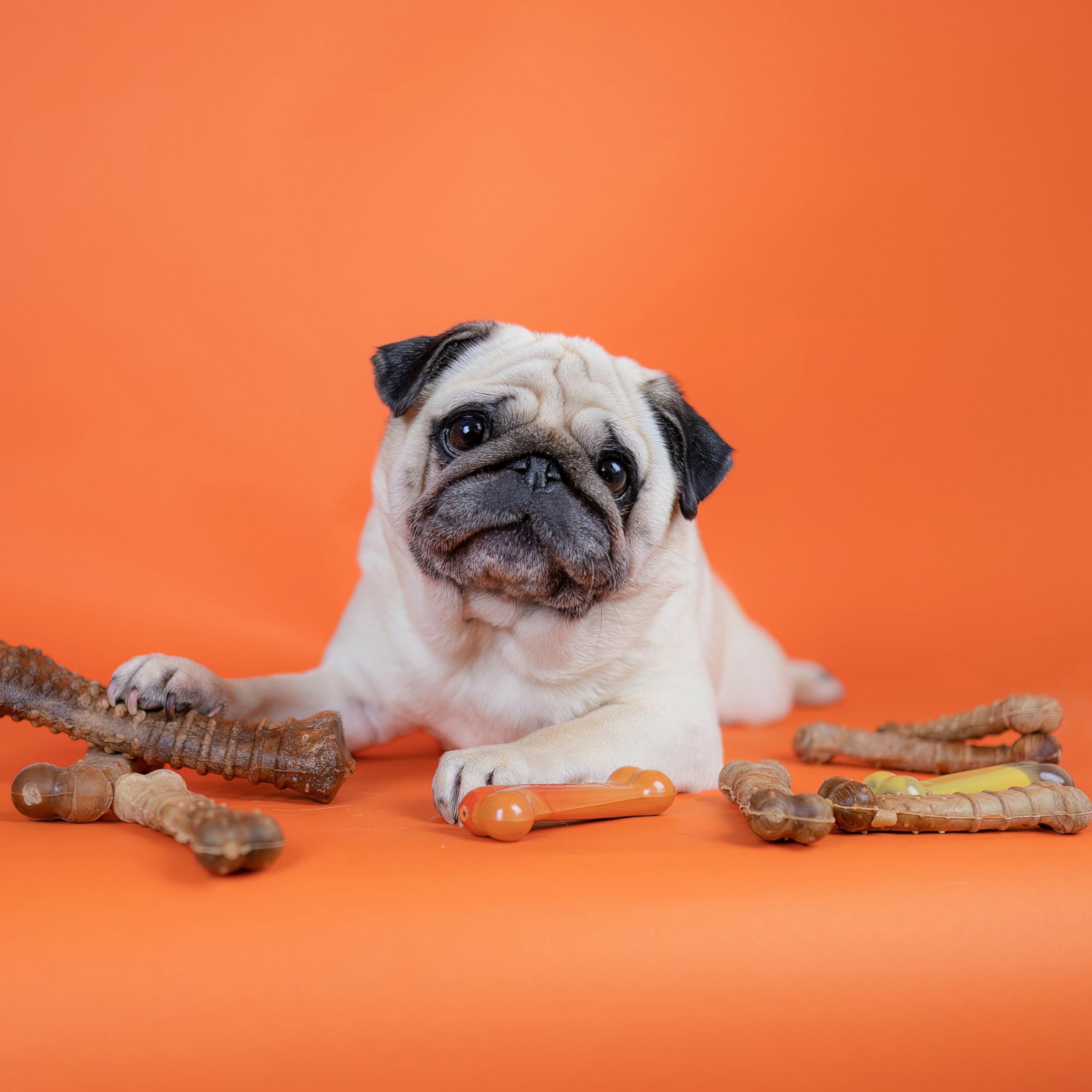 Nylabone textura dura y digestible, ideal para masticadores pacientes.