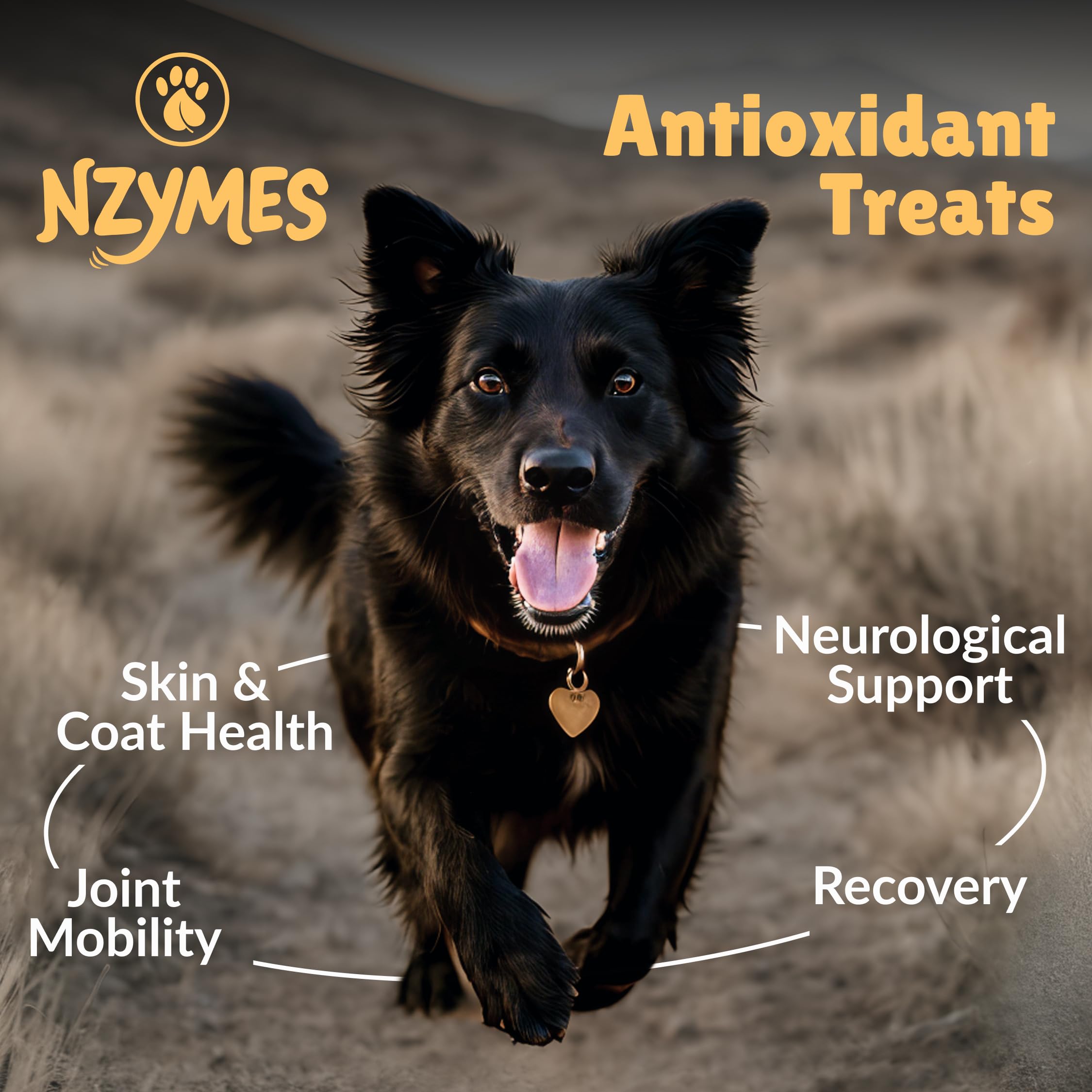 Nzymes golosinas antioxidantes: perro comiendo en plato, apoyo a articulaciones