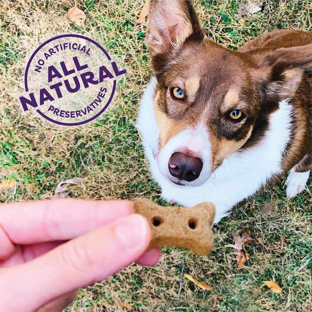 Old Mother Hubbard P-Nuttier galletas naturales para entrenamiento y adiestramiento