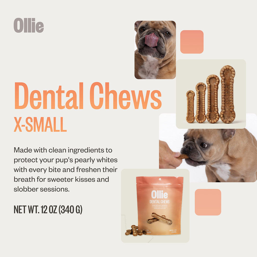 Huesos dentales Ollie con perejil y canela para aroma agradable.