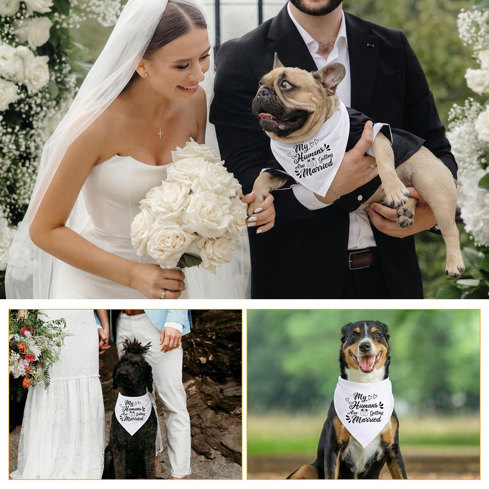 Bandana para perro de Ondware para sesión de compromiso.