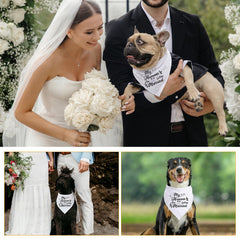 Bandana para perro de Ondware para sesión de compromiso.