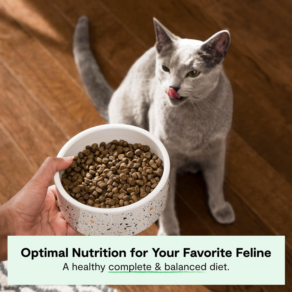 Open Farm bocados para gatos con proteína alta, textura agradable para cada comida.