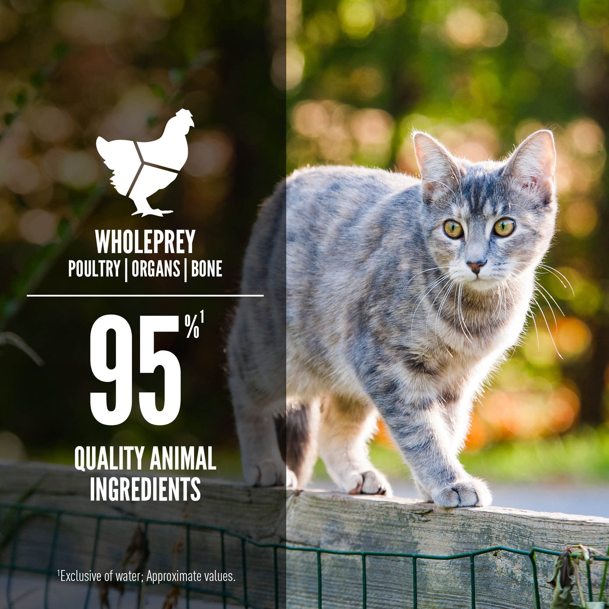Nutrición para gatitos con alto contenido animal ORIJEN