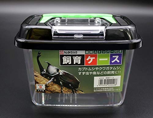 otsumami tokyo observation-poissons vue claire dans petit terrarium
