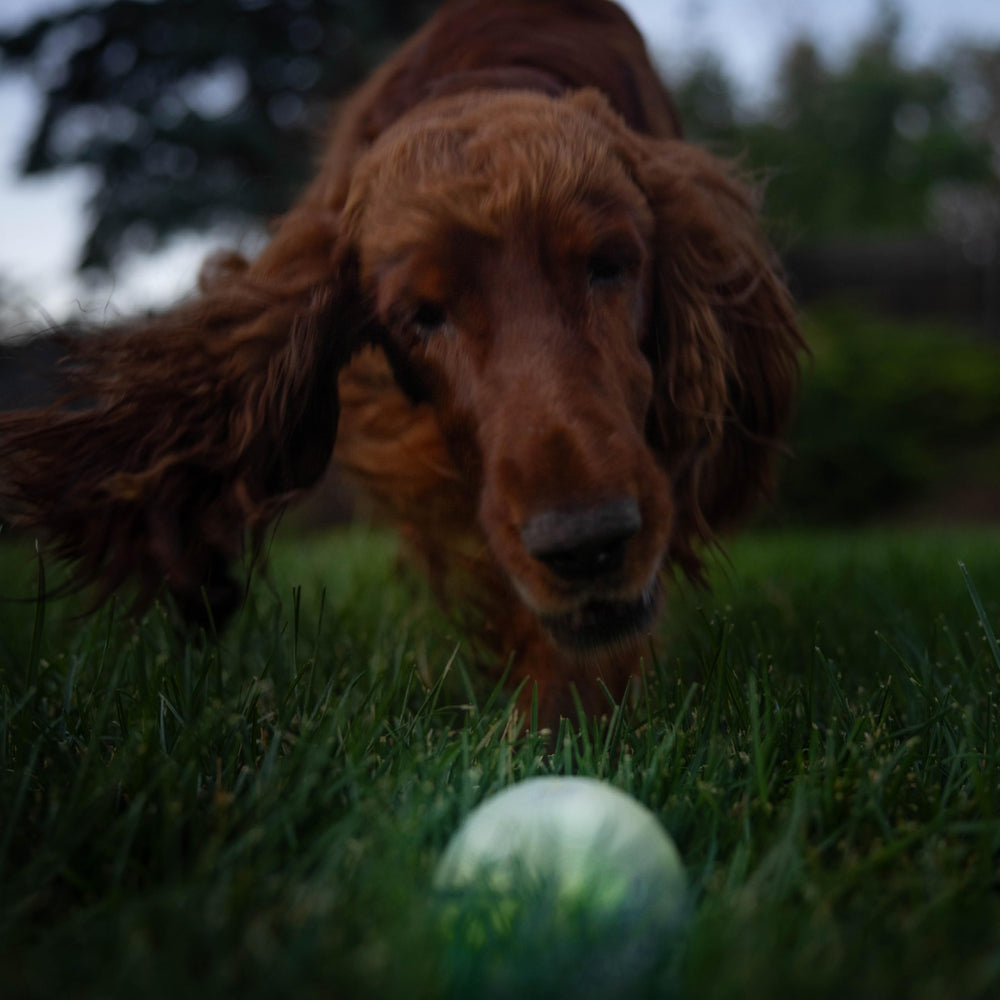 Outward Hound bola con luz visible en poca luz para diversión asegurada.