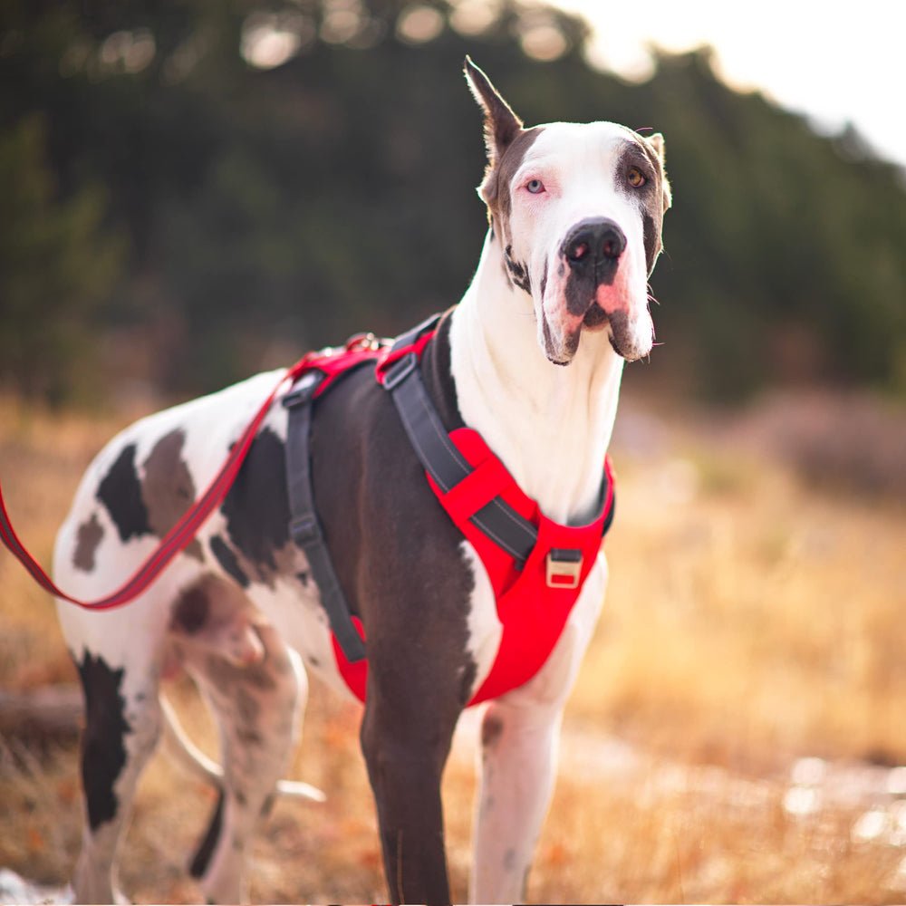 Outward Hound Boulder Aventura: arnés ajustable para paseos diarios y excursiones.