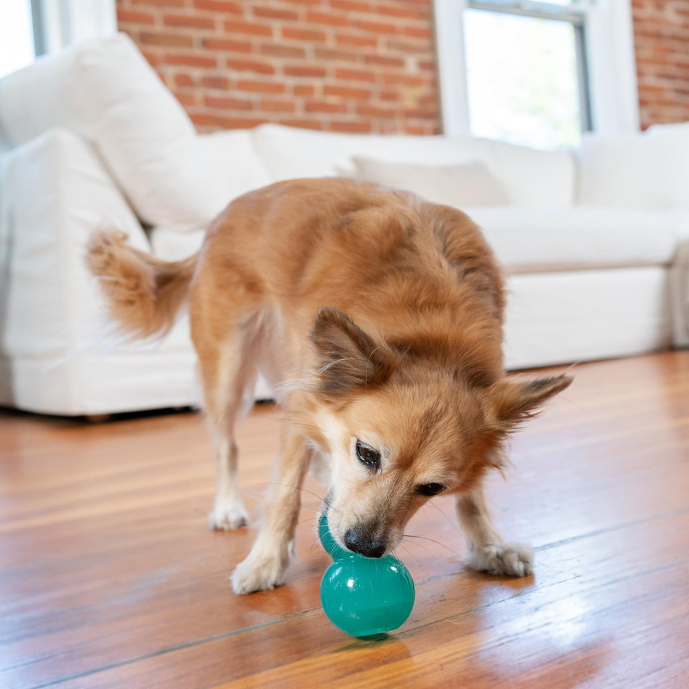 Outward Hound Double-Tuff, ideal para entrenamiento diario y enriquecimiento mental.