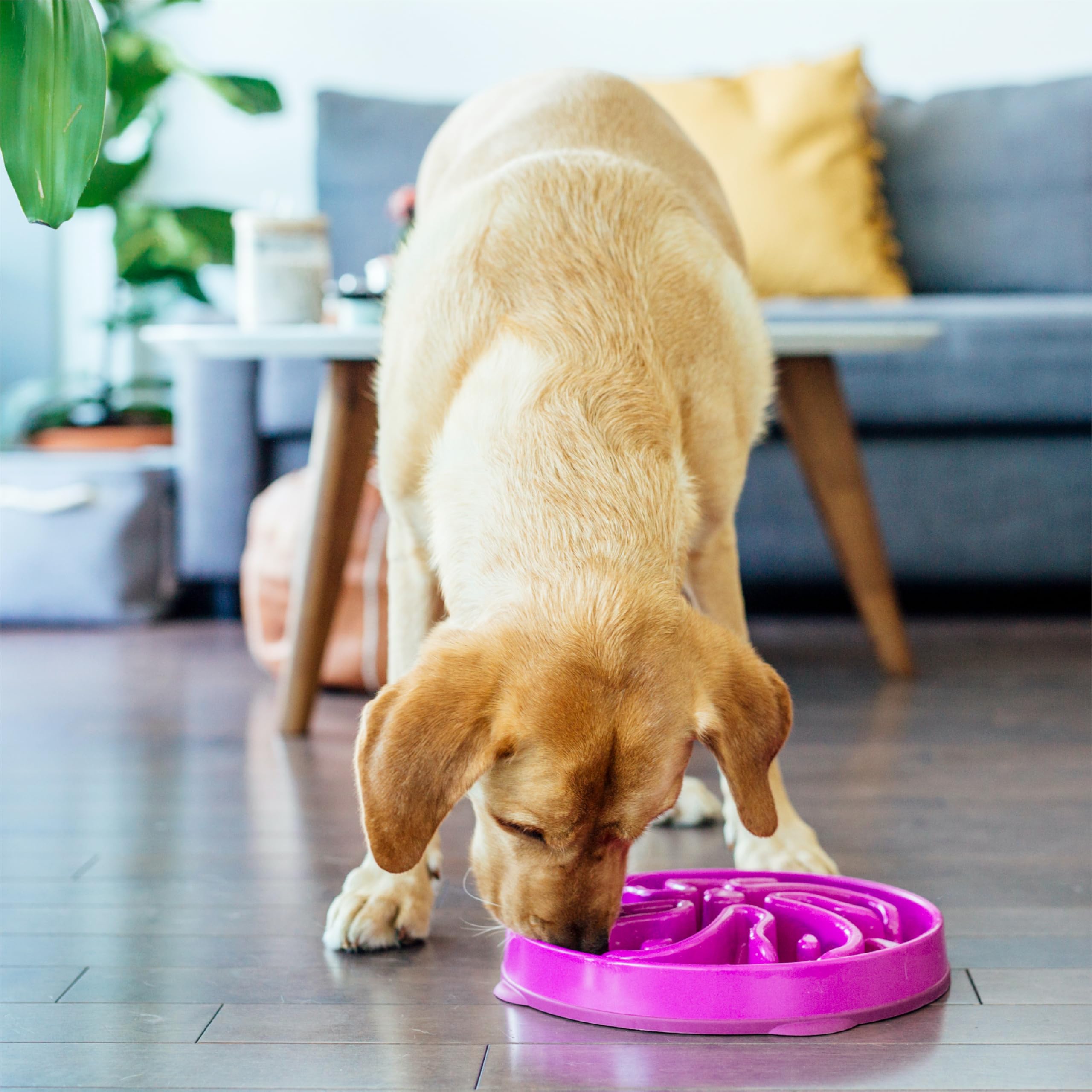 Outward Hound Fun Alimentador Slo Bowl, apto para lavavajillas en estante superior.