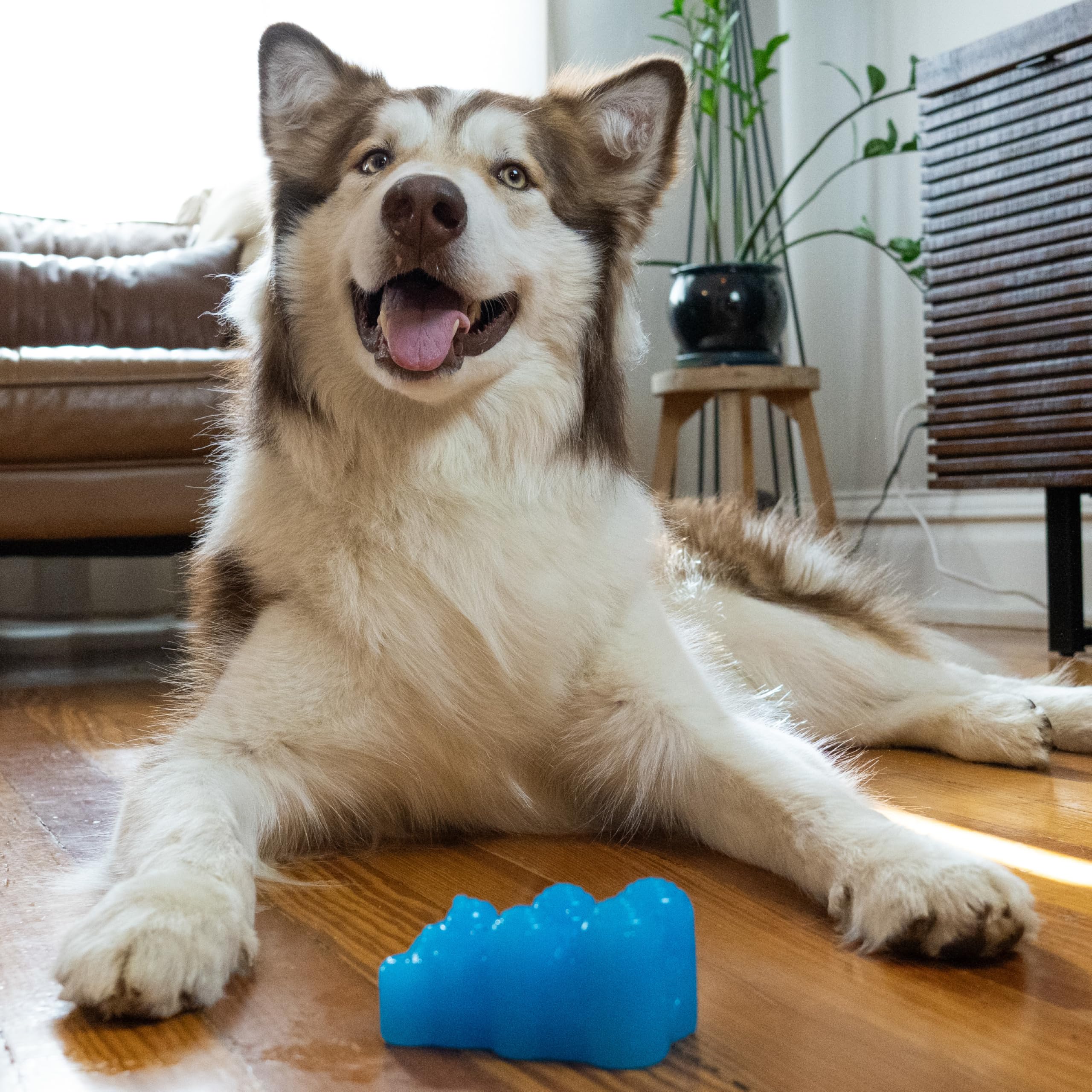 Outward Hound Gummiez para cachorros: fomenta enfoque durante el entrenamiento.