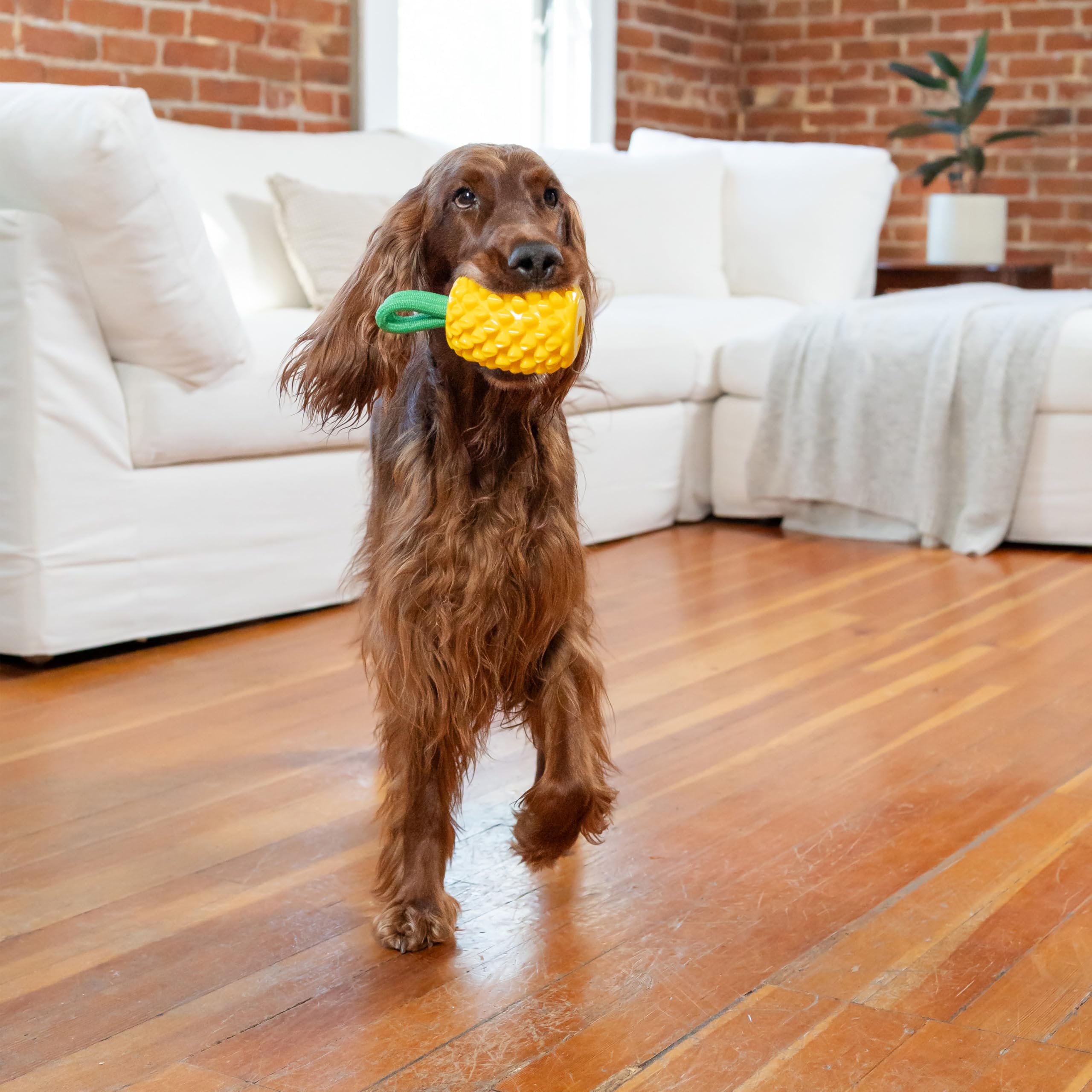 Outward Hound Juguete piña para limpieza dental y entretenimiento diario
