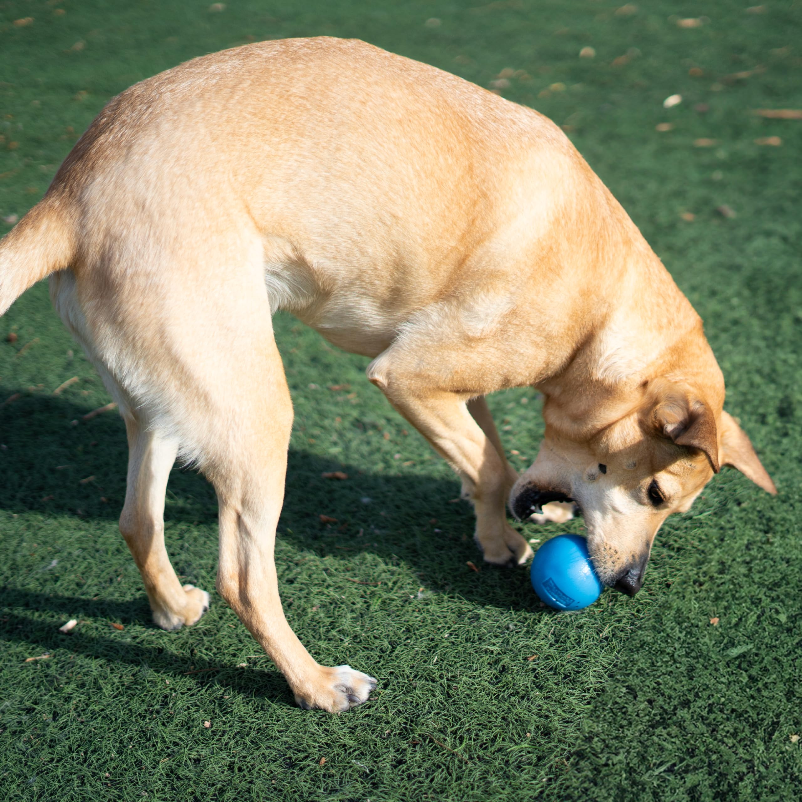 Outward Hound Pelota para perros de diferentes tamaños y espacios de juego.