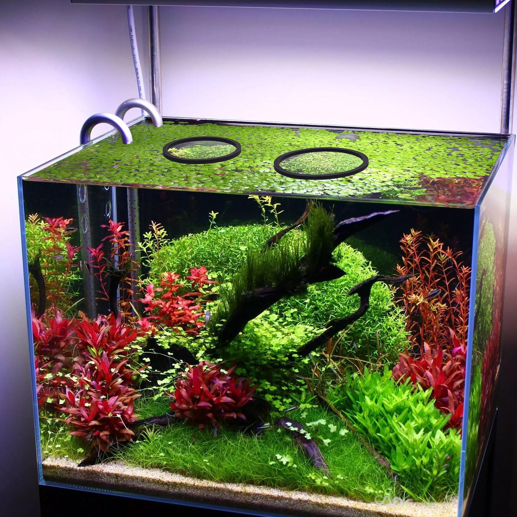 PAGOW corrales de planta flotante para pecera, ordena el acuario