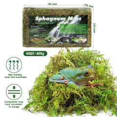 Pakimi musgo sphagnum para incubación de huevos, ambiente estable.