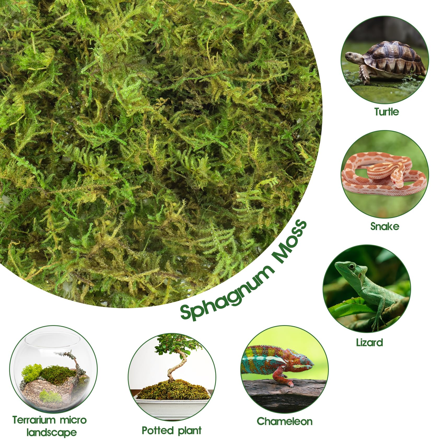 Pakimi musgo sphagnum para jardines y plantas, mejora el sustrato.