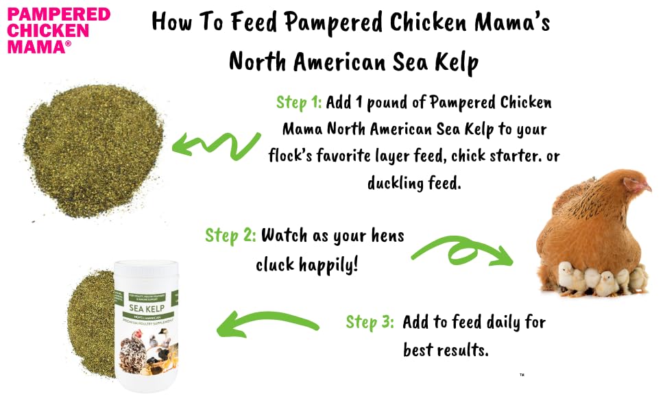 Pampered Chicken Mama alga marina plumas brillo: apoyo a un plumaje saludable