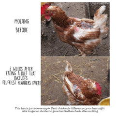 Ingredientes naturales de Pampered Chicken Mama para gallinas.