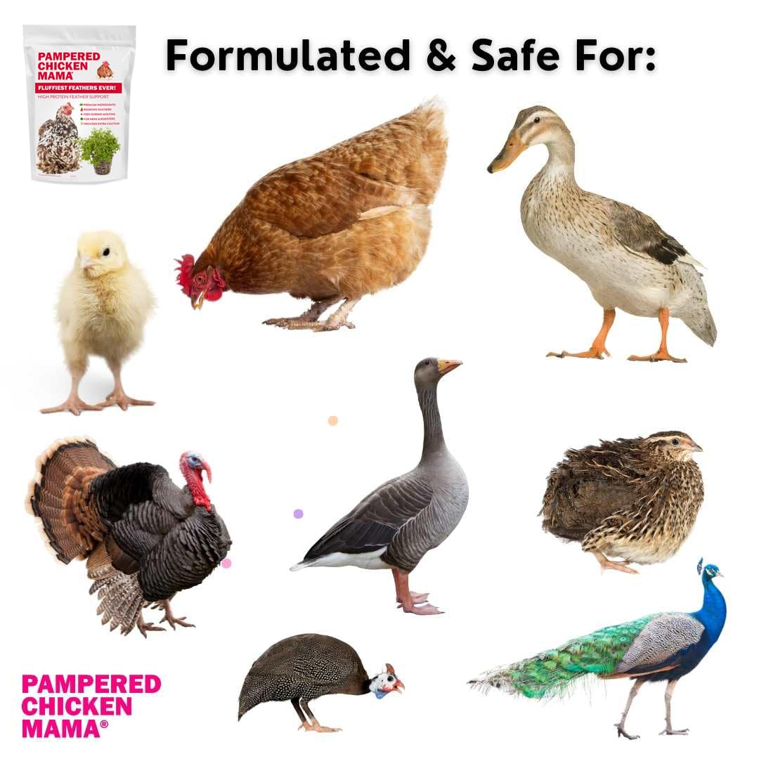Uso diario de Pampered Chicken Mama para gallinas en el corral.