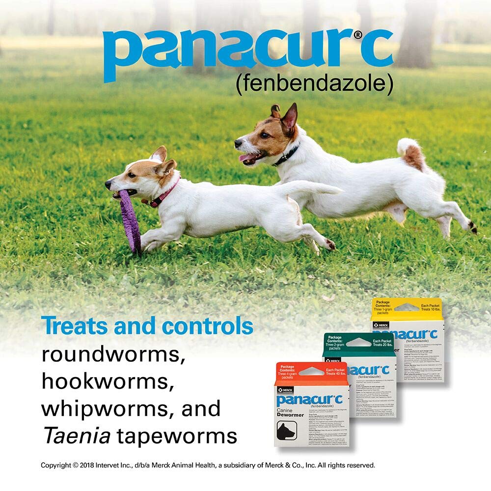 Panacur C, perro comiendo de su tazón durante la dosis