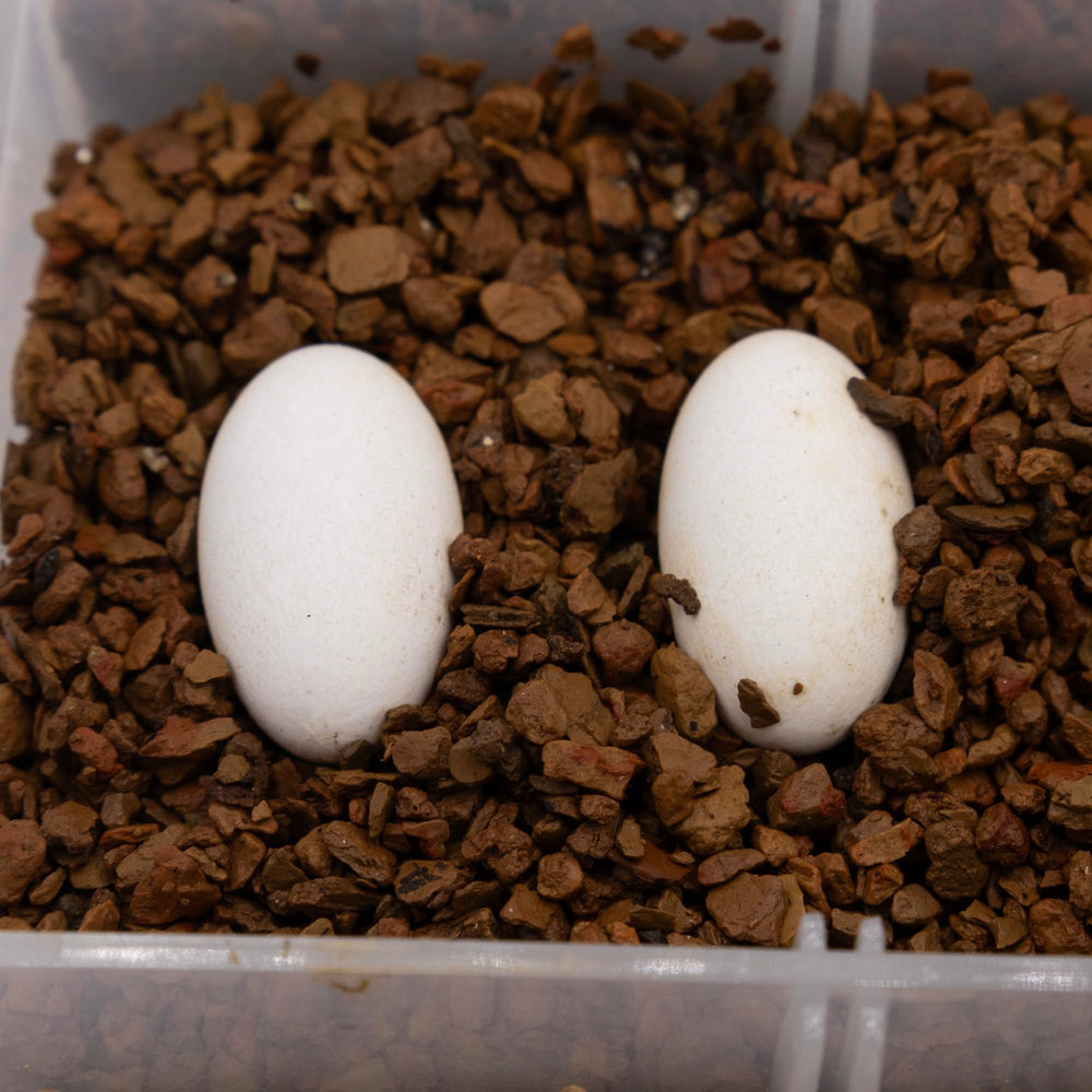 Pangea Hatch detalle de textura muestra porosidad para oxigenación adecuada.