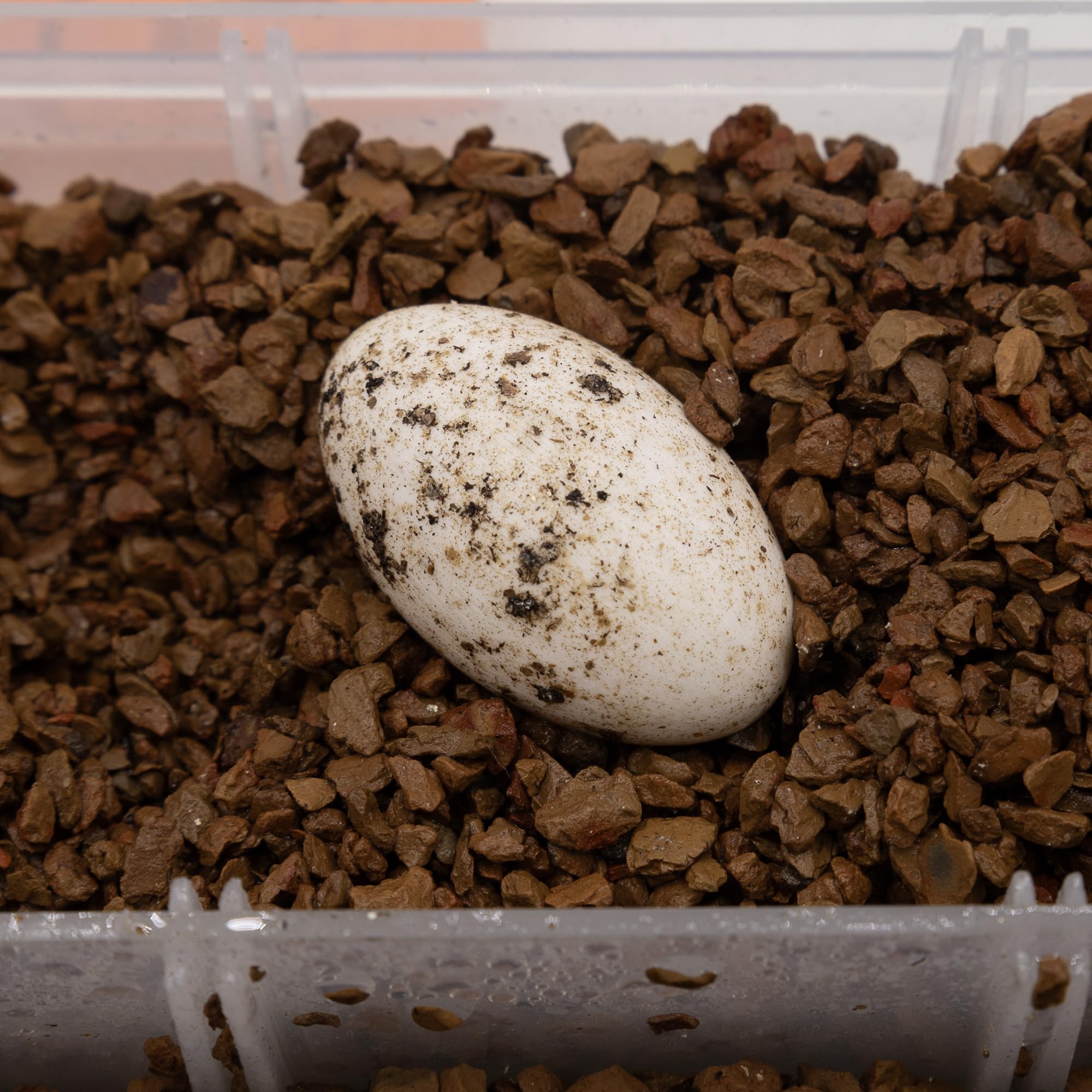 Pangea Hatch aplicación suave para mezclar con otros sustratos.