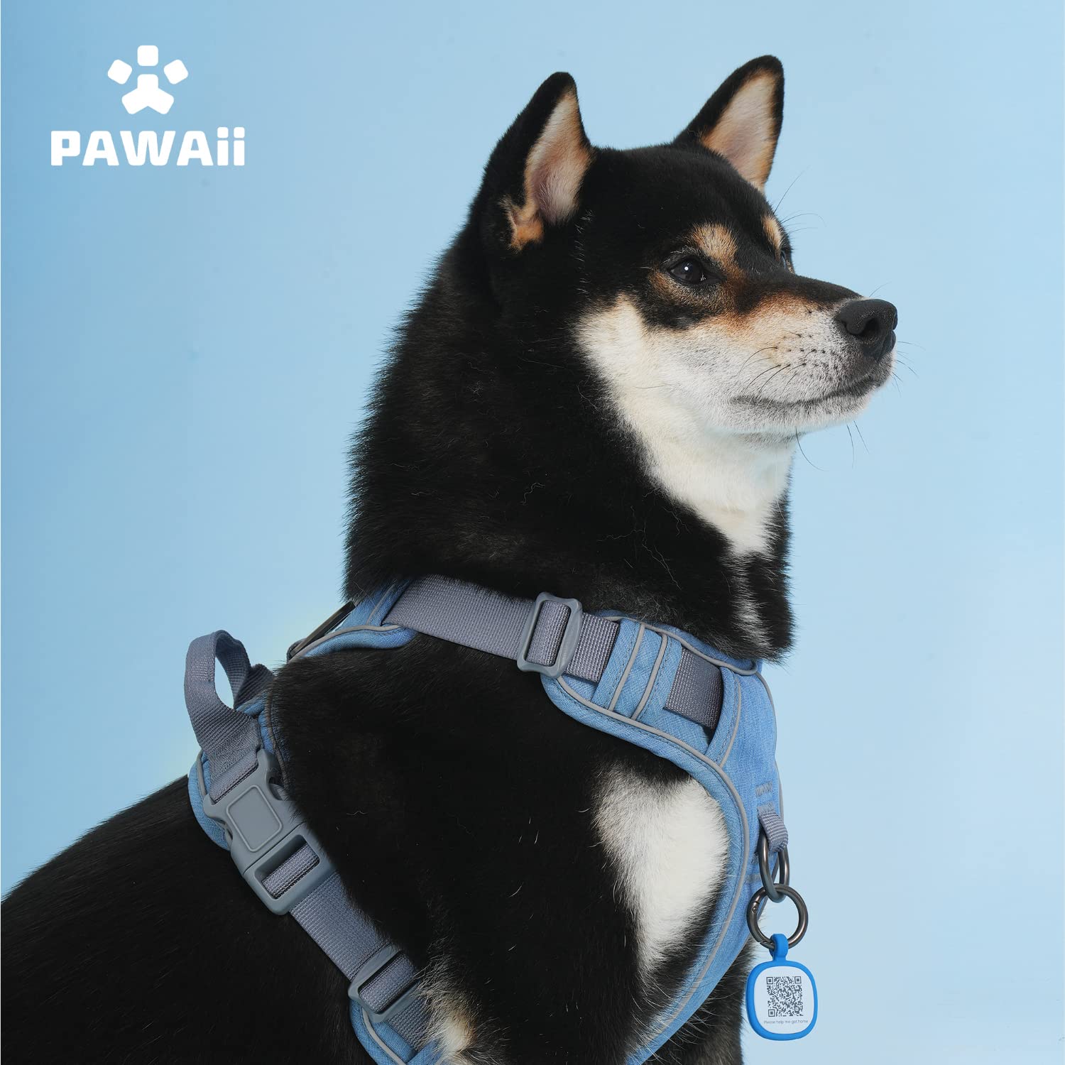 Uso diario y paseos con Arnés Pawaii, ideal para entrenamiento ligero