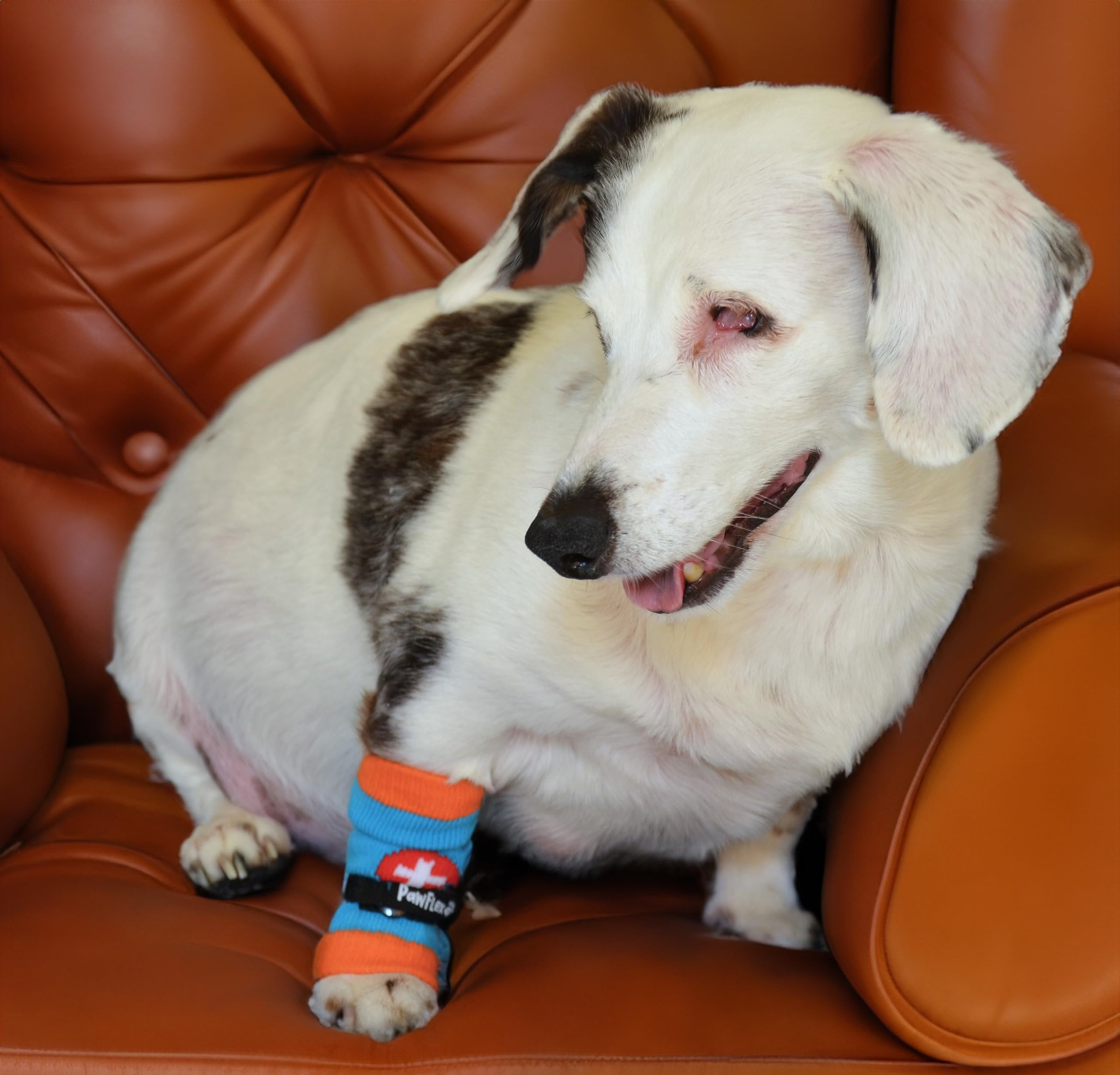 PawFlex Comfy Pawz: barrera contra insectos y plantas tóxicas en paseos