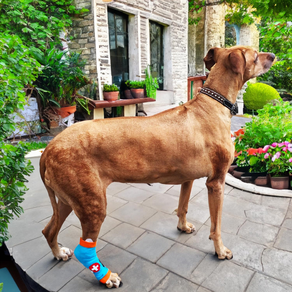 PawFlex Comfy Pawz sin adhesivo, protección sin irritación.