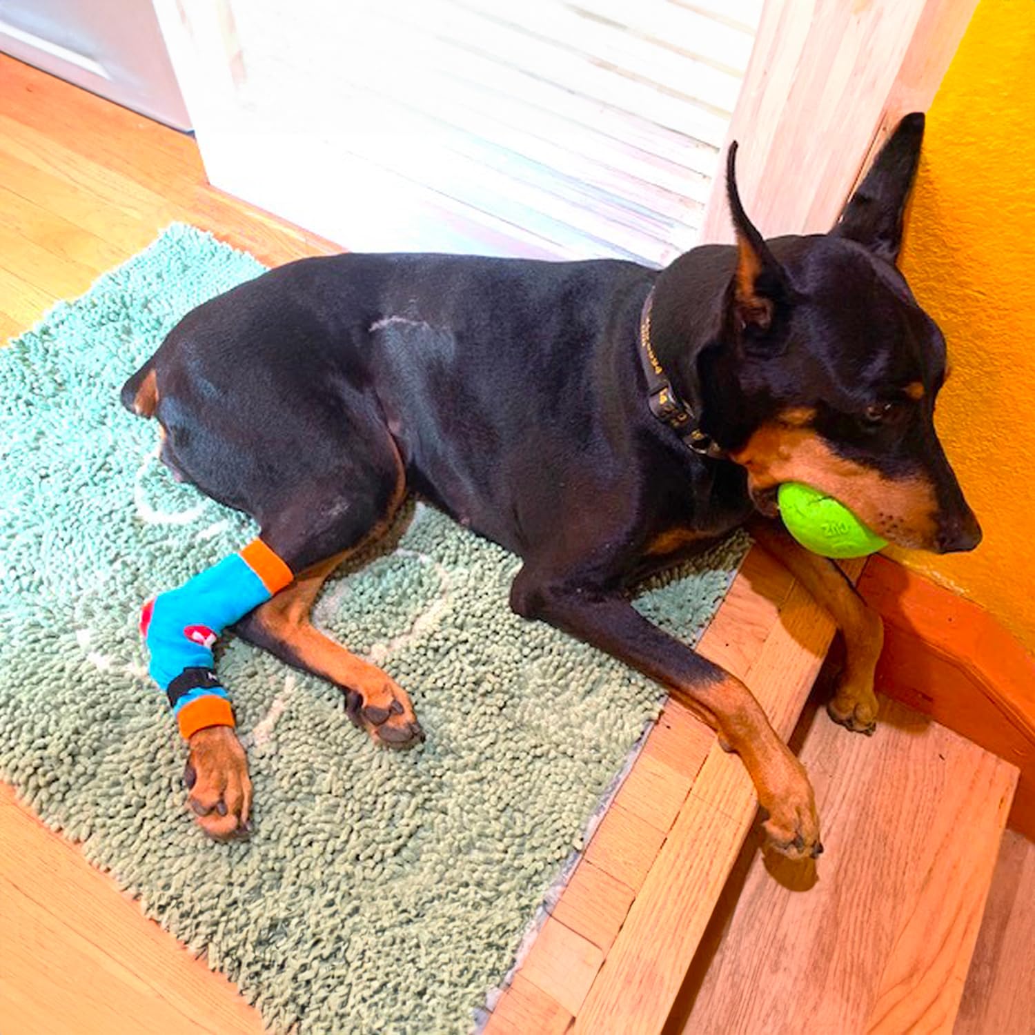 PawFlex Comfy Pawz ideal para vendajes y ortesis, mantiene todo en su sitio.
