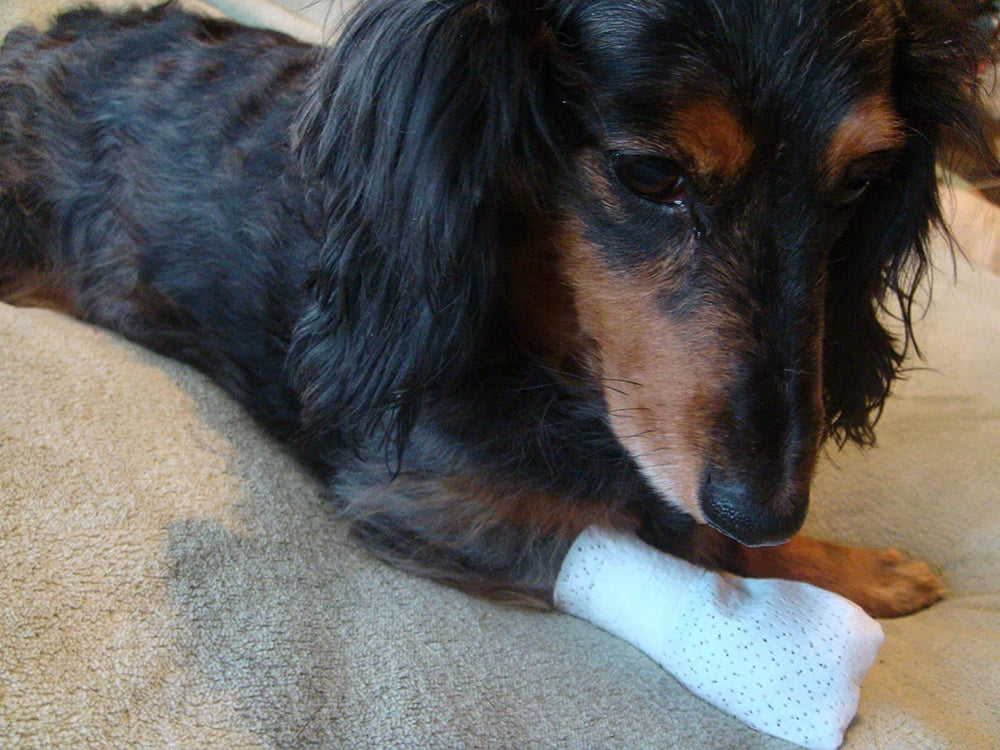PawFlex Medimitt vendaje de pata lavable para múltiples usos.