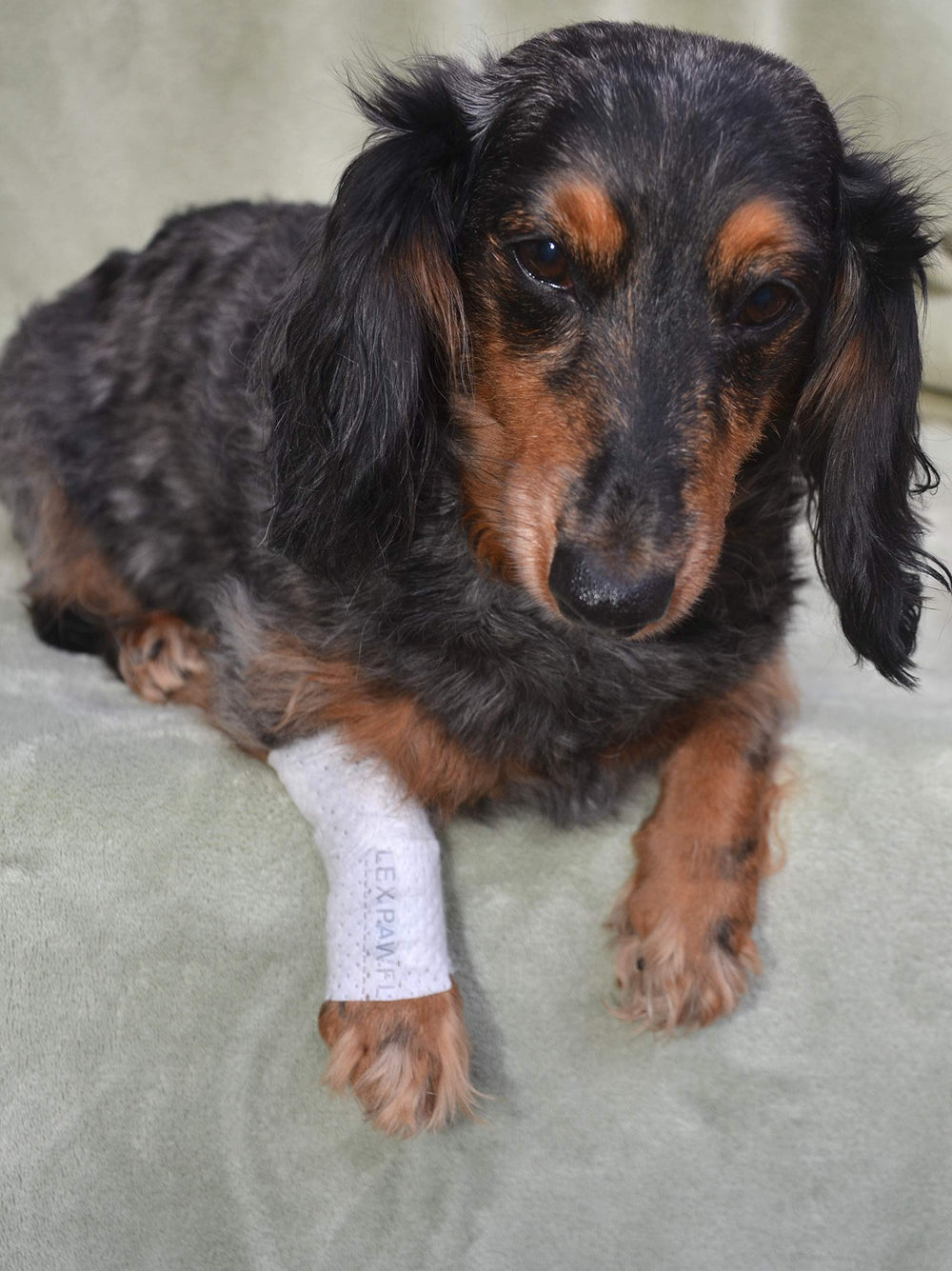 Protección de piel irritada con PawFlex para mascotas