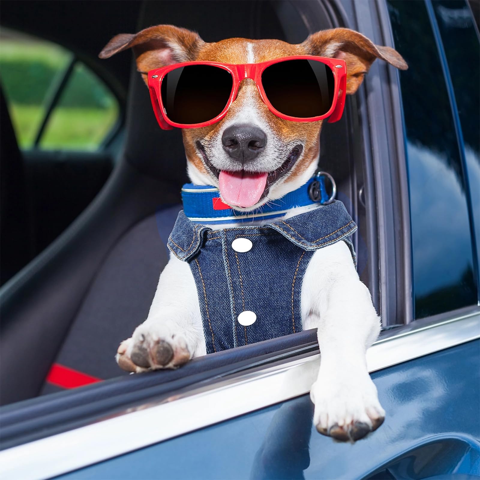 Lavable a máquina para un cuidado práctico con Pawstrip.