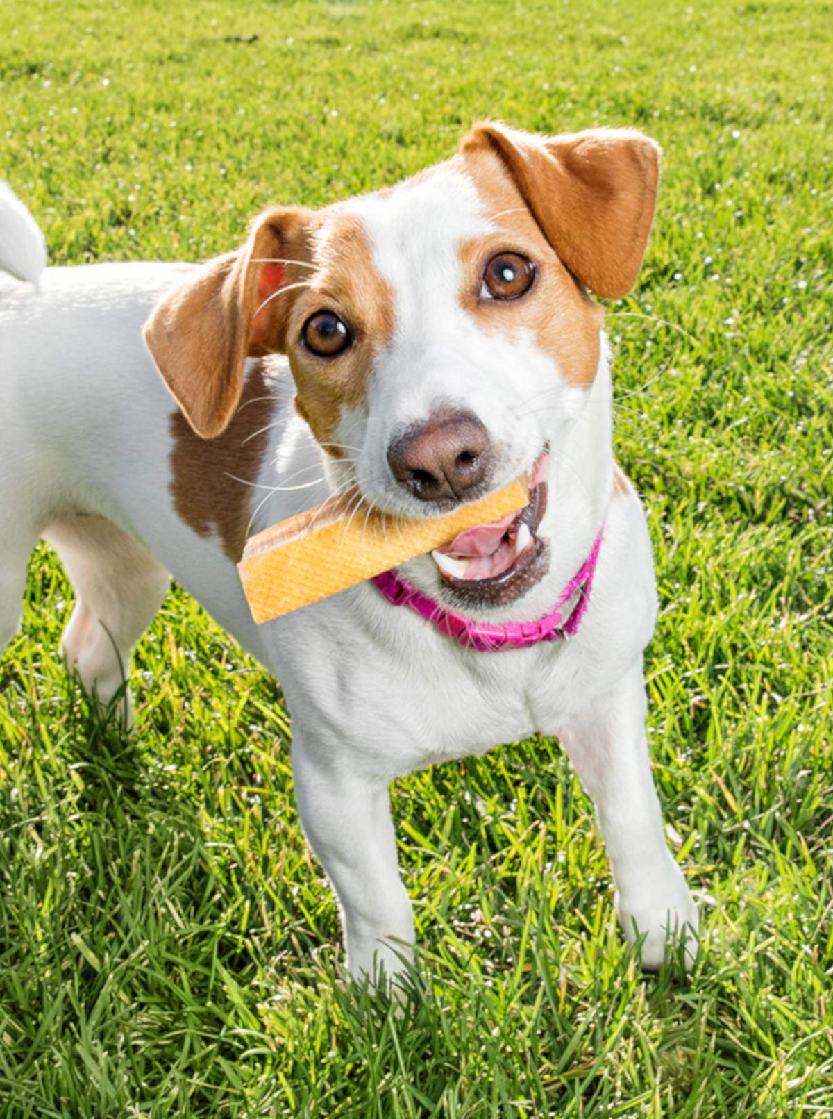 peaksnpaws queso yak del Himalaya, detalle de textura masticable para mordedores fuertes.
