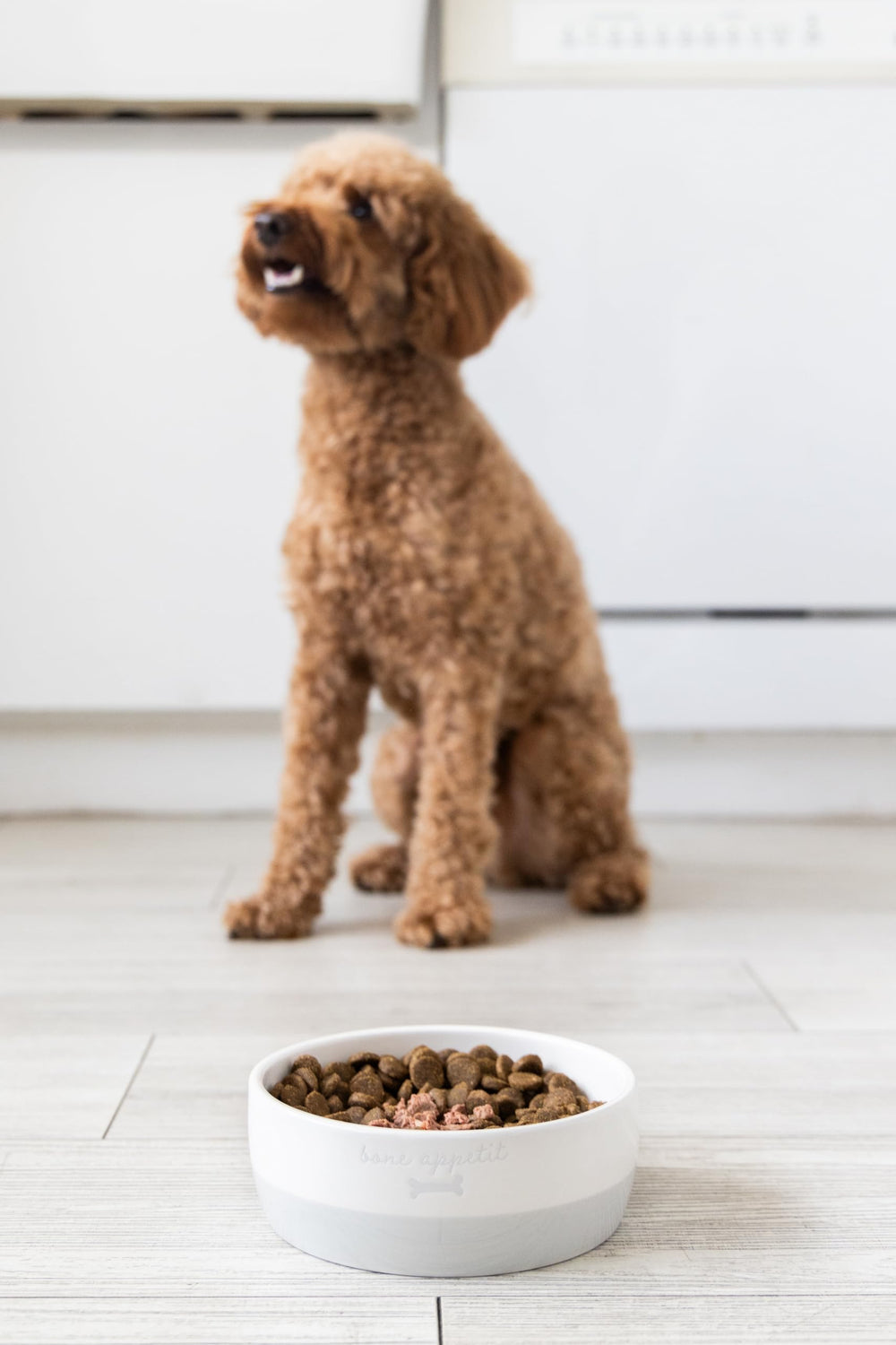 Pearhead regalo ideal para amantes de perros y nuevos dueños