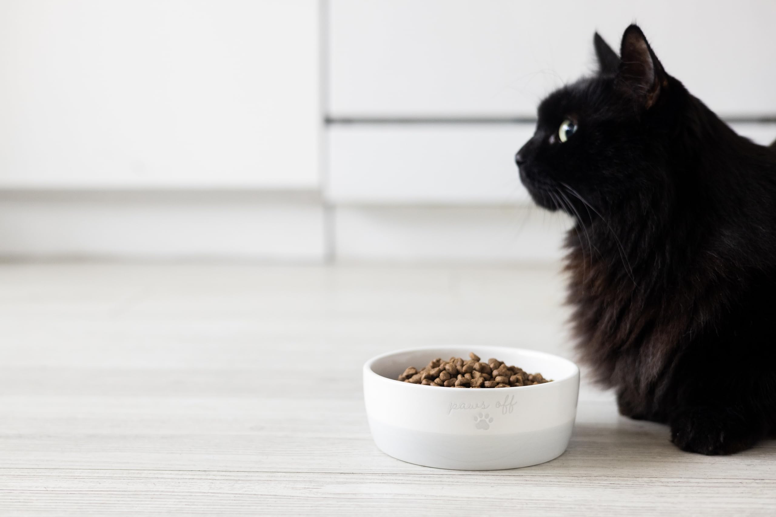 Capacidad de 12 oz para comida, croquetas o agua del gato