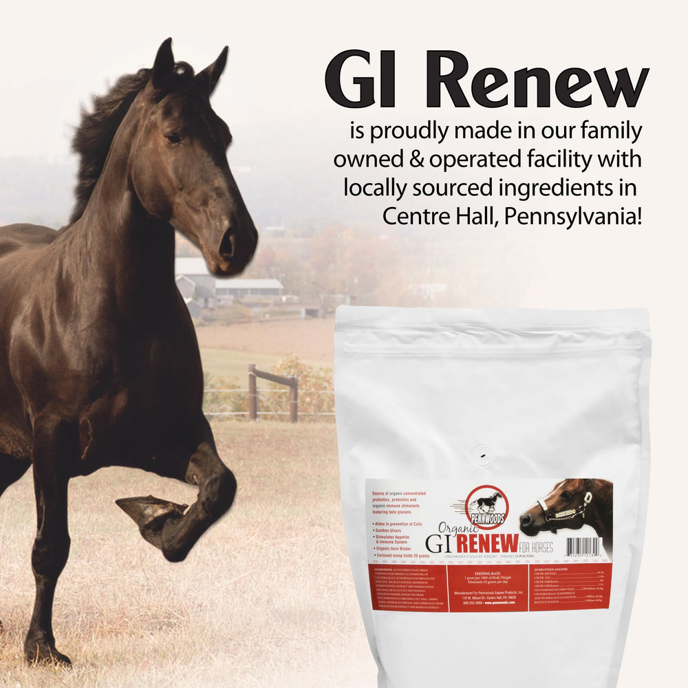 Caballo comiendo con interés gracias a Pennwoods GI Renew.