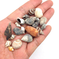 Conchas Pepperlonely de 1/4 a 1 pulgada para mosaicos y manualidades.