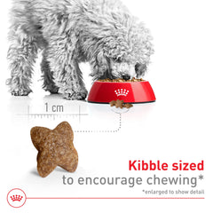 Perro pequeño comiendo Royal Canin, experiencia de alimentación agradable.